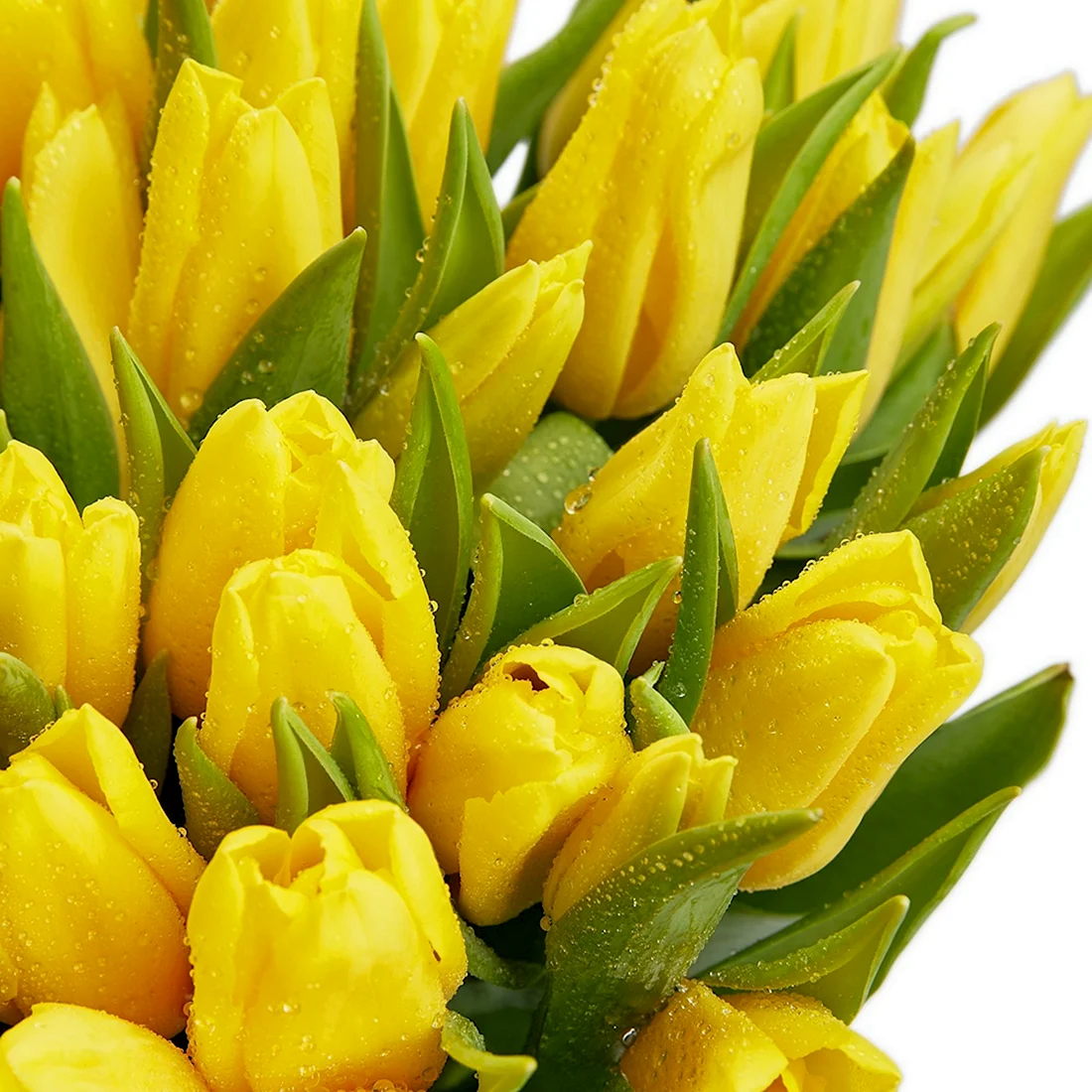Тюльпаны Agras Yellow