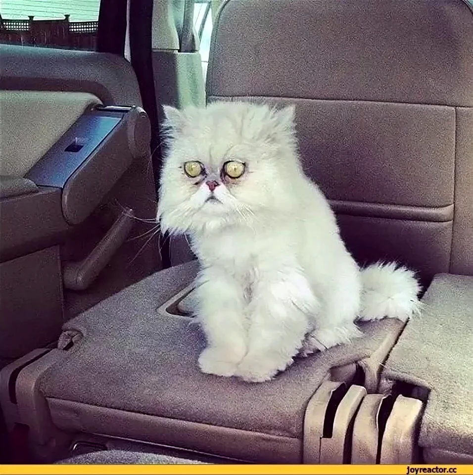 Тленный кот