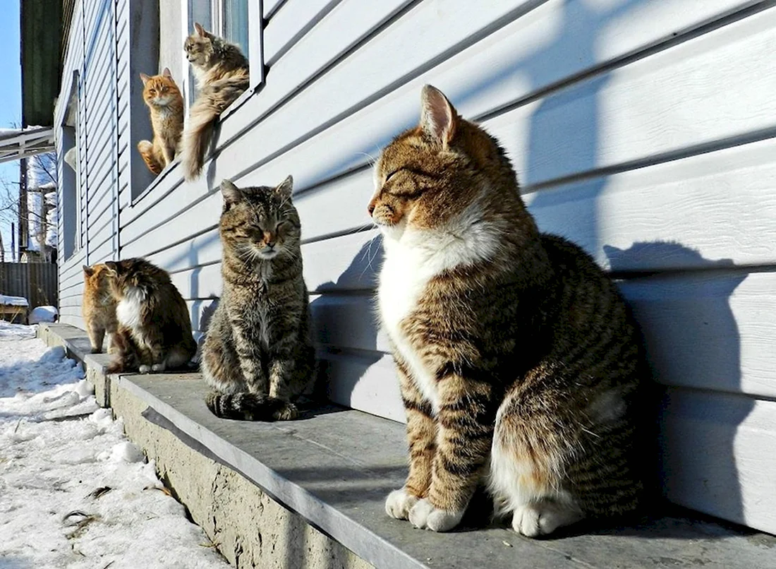 Весна коты