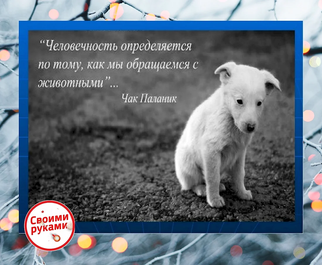 Высказывания о животных