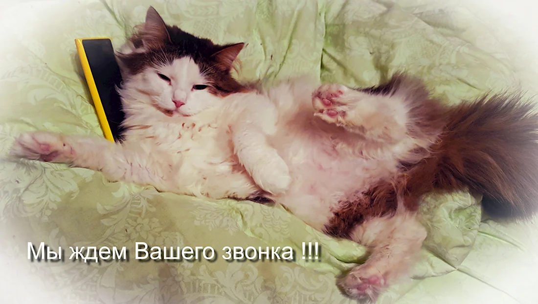 Жду твоего звонка