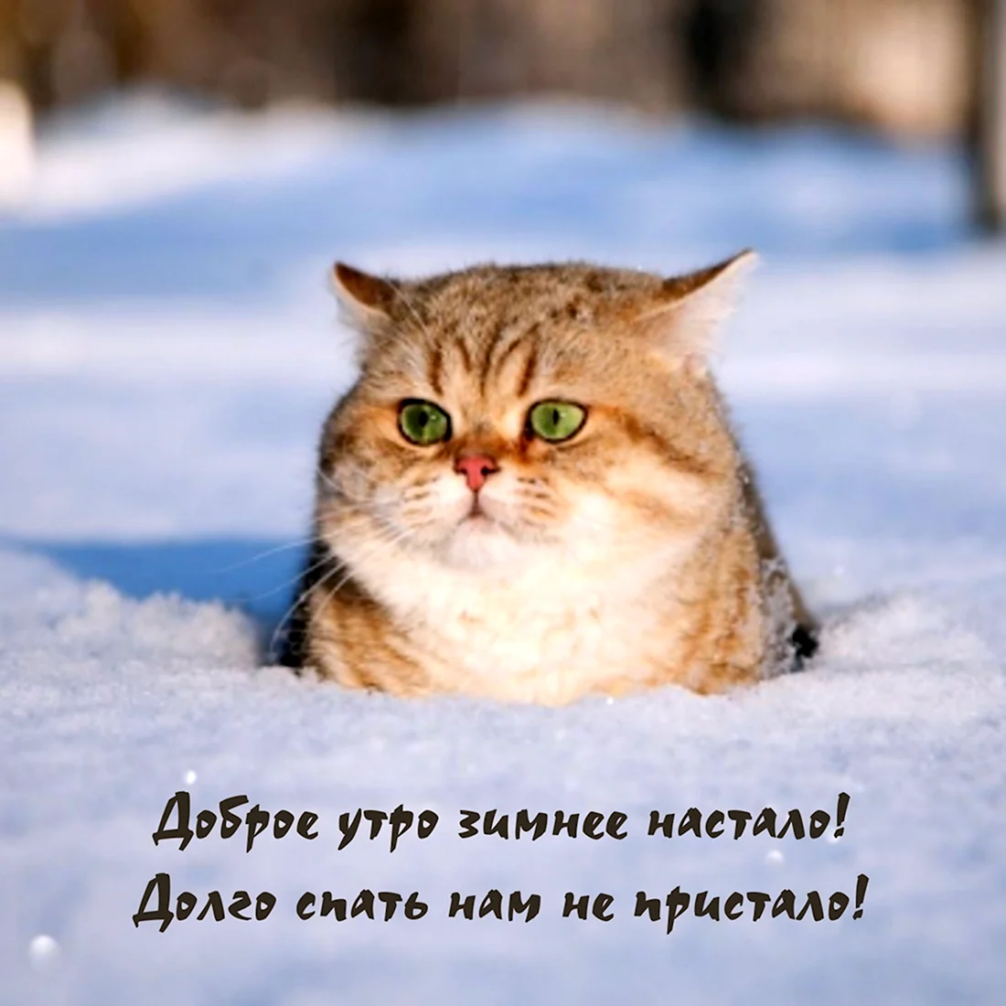Зимние смешные коты картинки