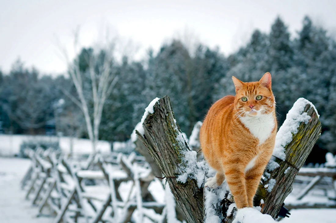 Зимний кот