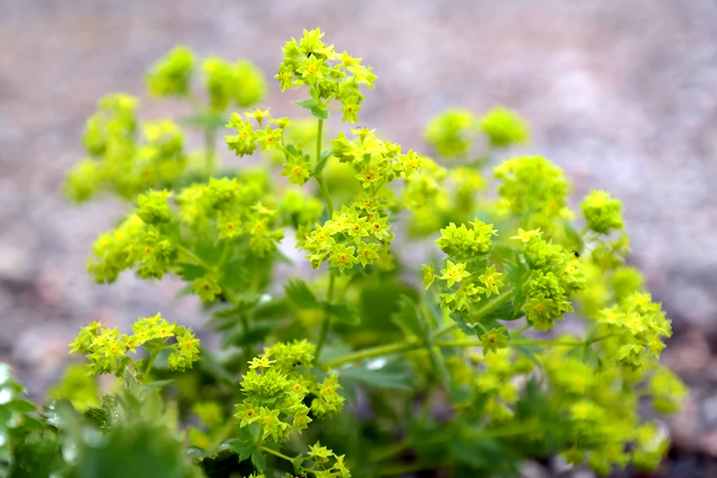 Alchemilla vulgaris l.- манжетка обыкновенная