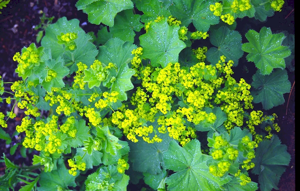 Alchemilla vulgaris l.- манжетка обыкновенная