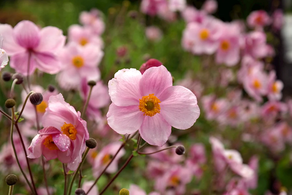 Анемона Anemone Pink Delight