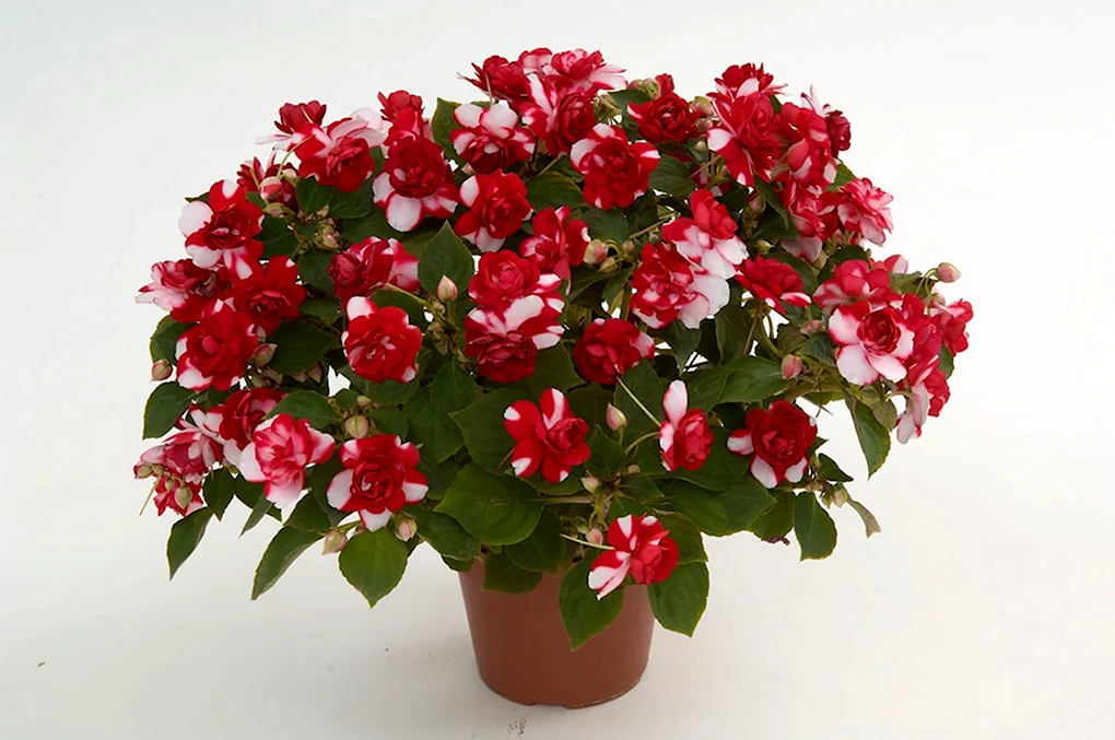 Бальзамин bicolor Dark Red