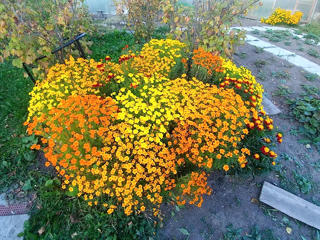 Бархатцы Мимимикс