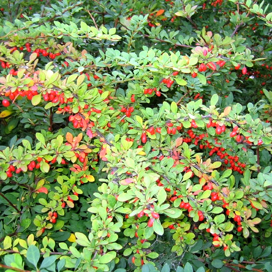 Berberis vulgaris куст