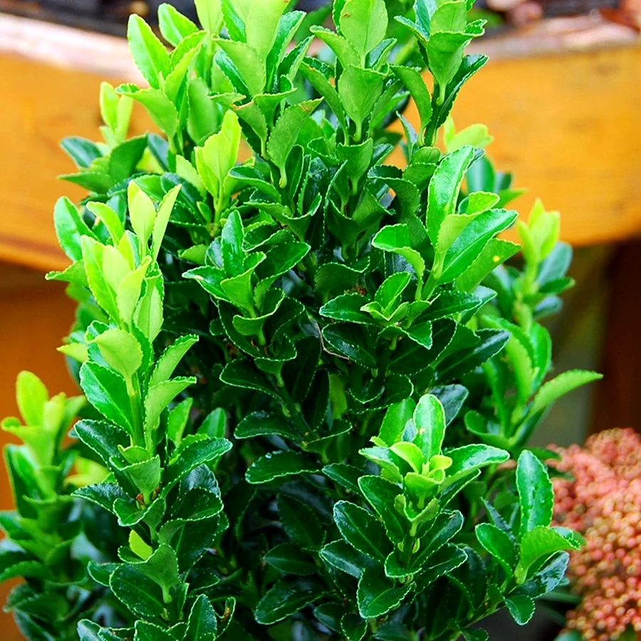 Бересклет японский Green Spire