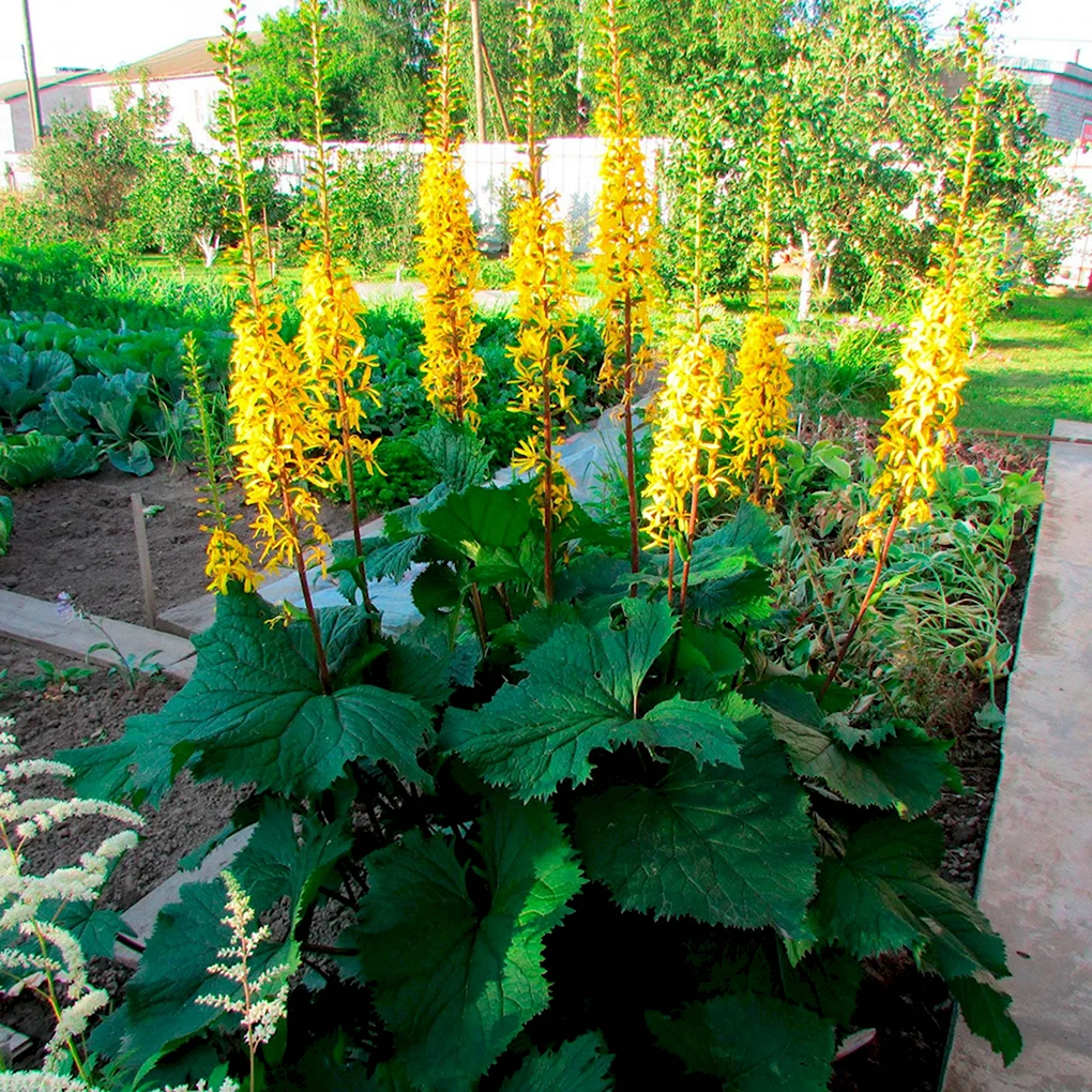 Бузульник Пржевальского Ligularia przewalskii