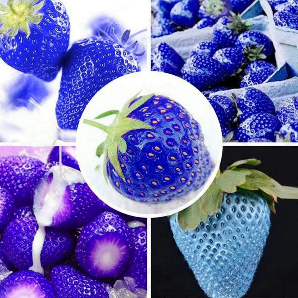 Бывает синяя клубника