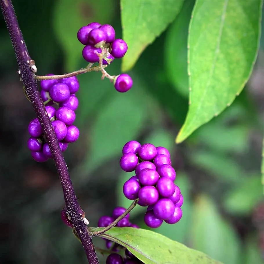 Callicarpa japonica