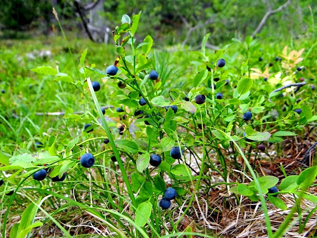 Черника обыкновенная куст