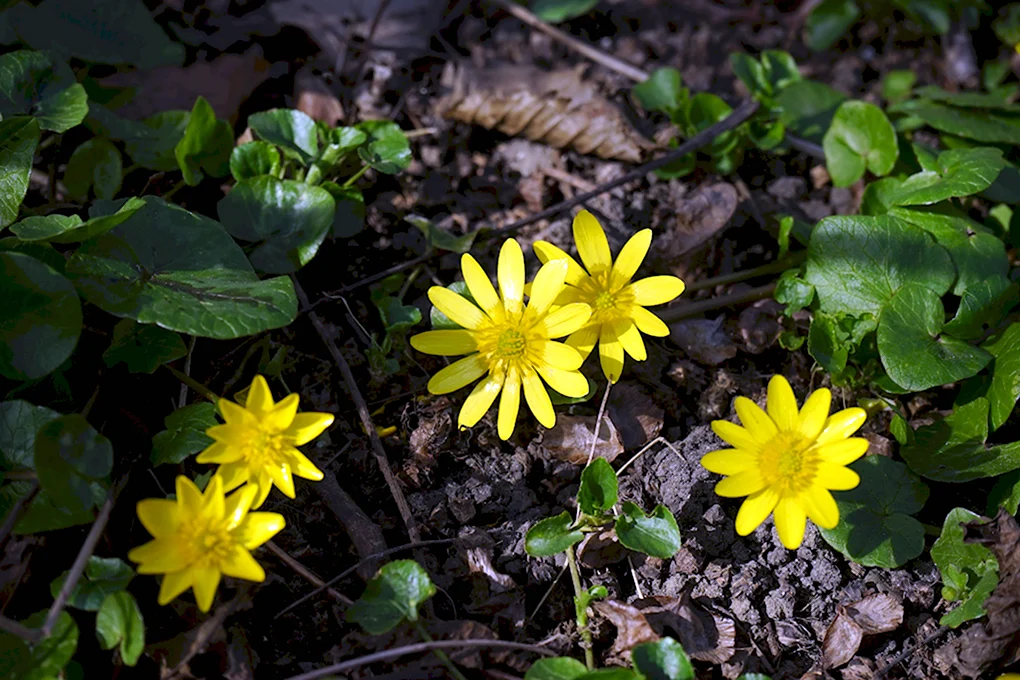 Чистяк весенний Ranunculus ficaria