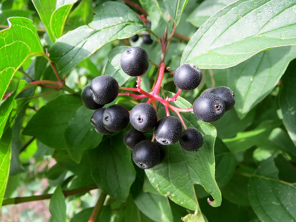 Cornus sanguinea - кизил