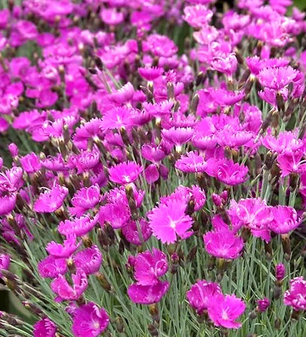Dianthus