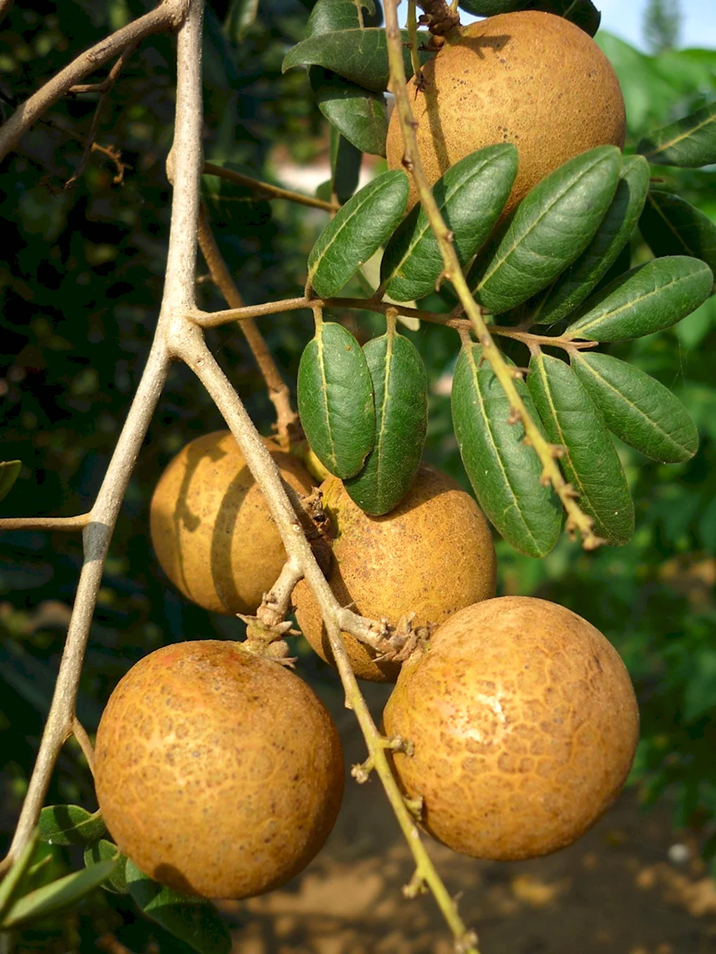 Dimocarpus Longan