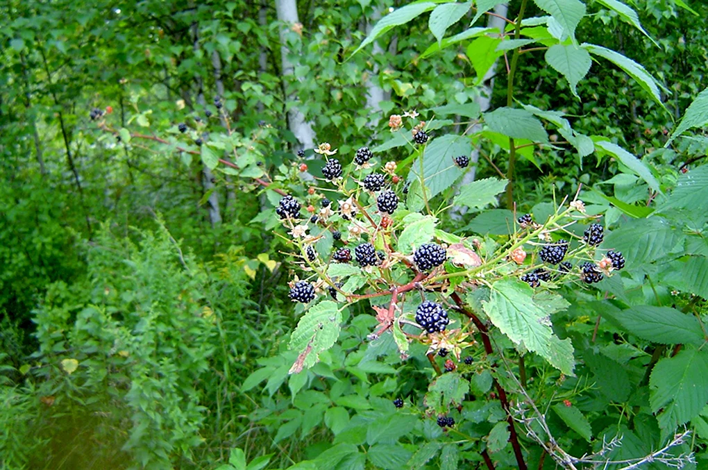 Ежевика Дикая ползучая