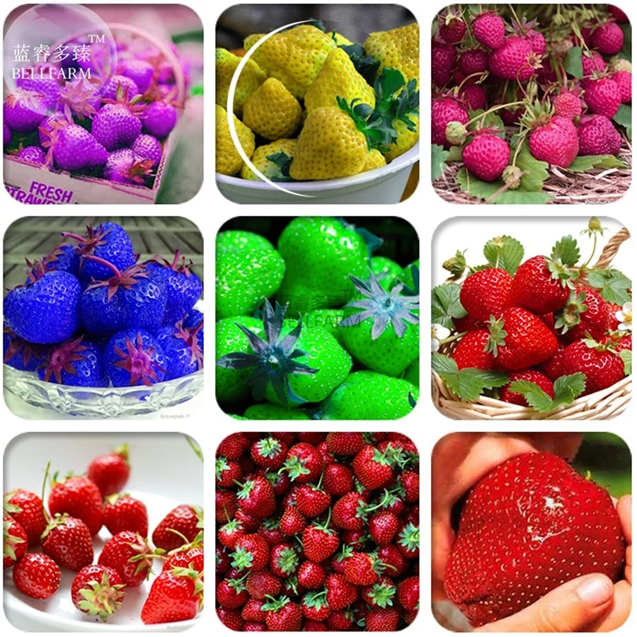 Фиолетовая клубника