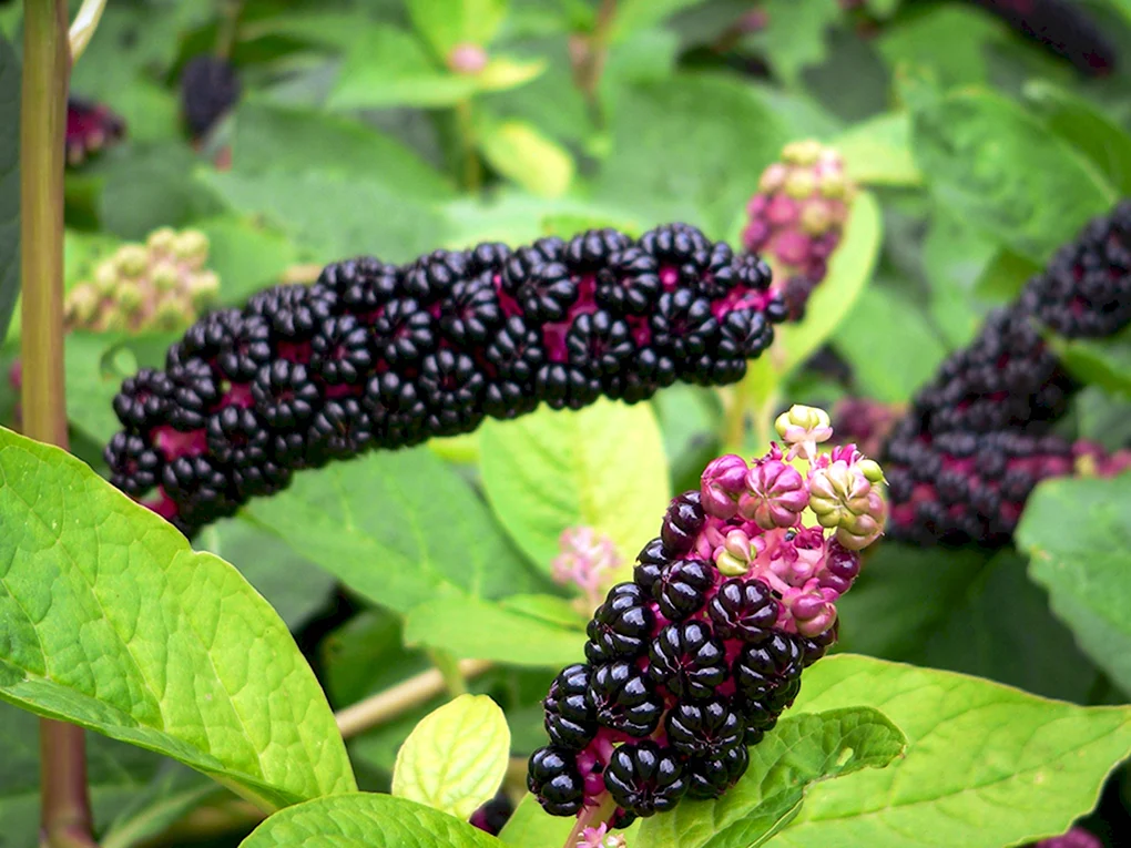 Фитолакка Phytolacca