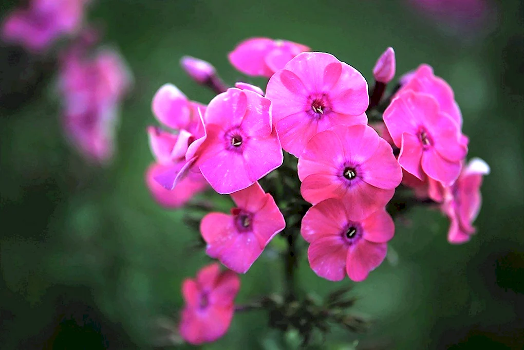 Флокс вечерница