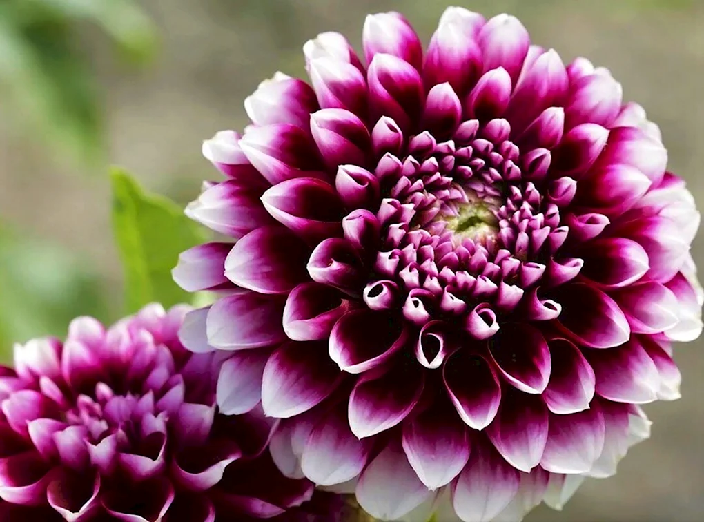 Георгины Dahlia