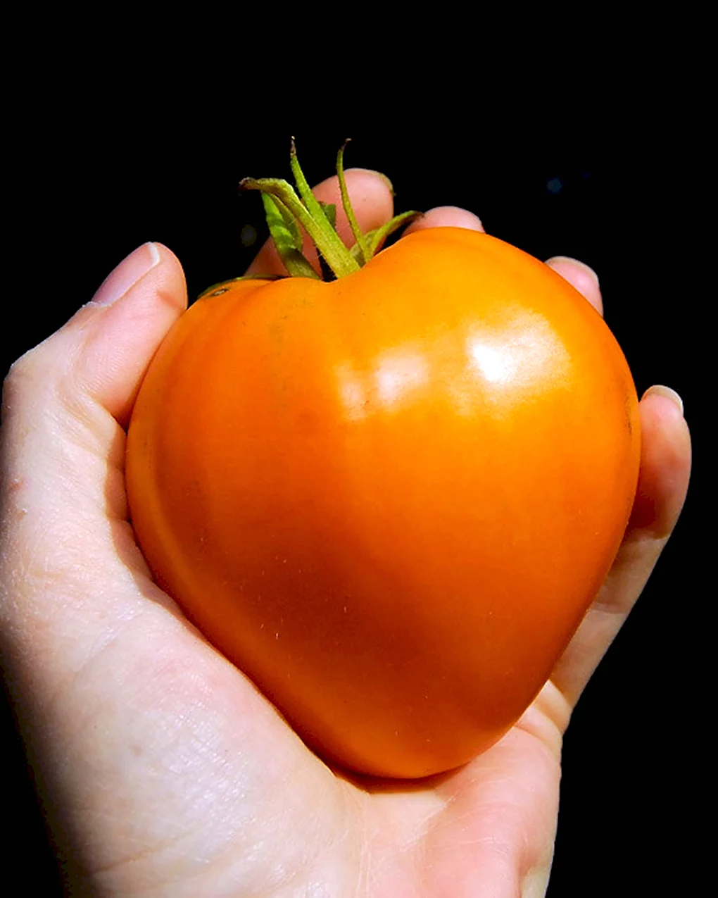 German Orange Strawberry томат