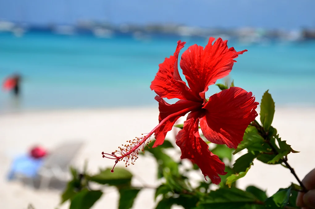 Гибискус Caribbean