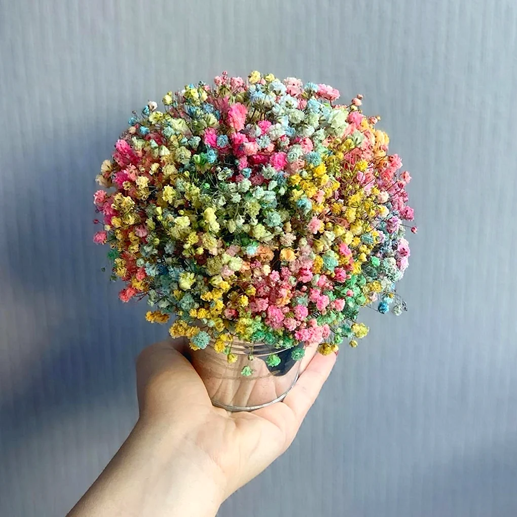 Гипсофила Rainbow