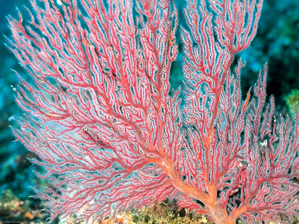 Gorgonian коралл