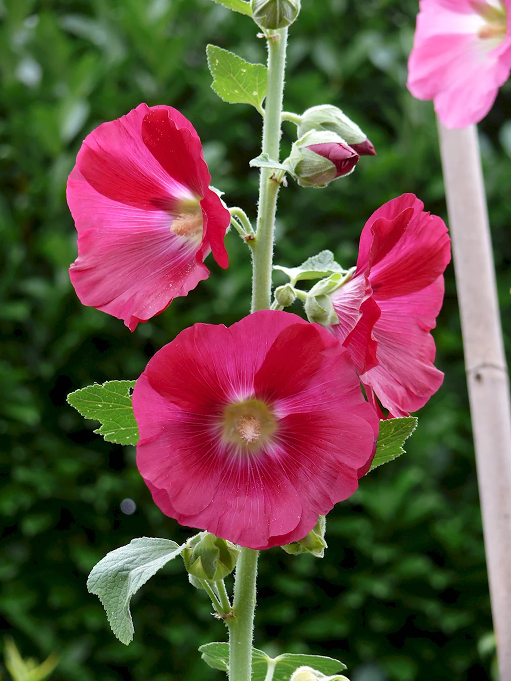 Hollyhock Мальва