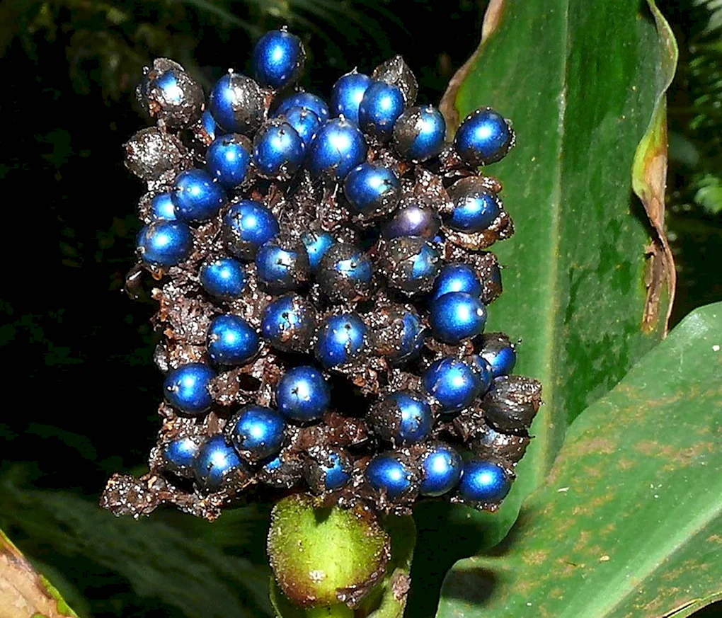 Ягода Pollia condensata