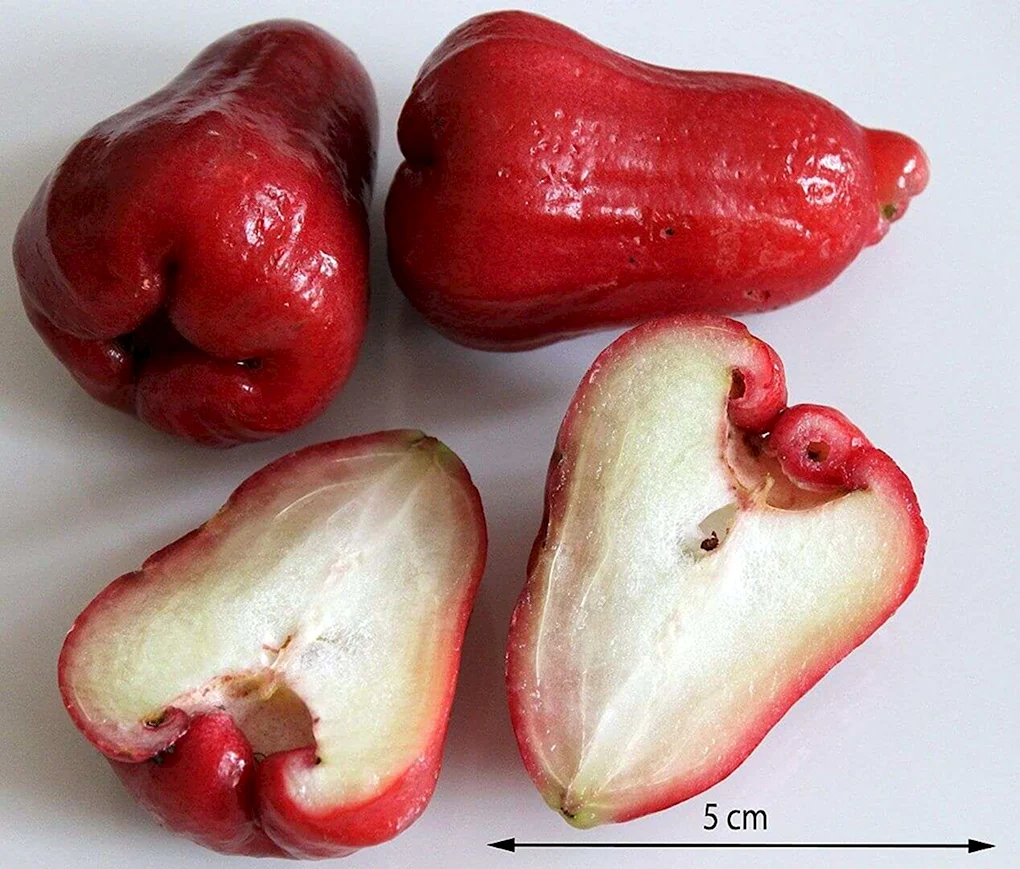 Яванское яблоко Syzygium samarangense