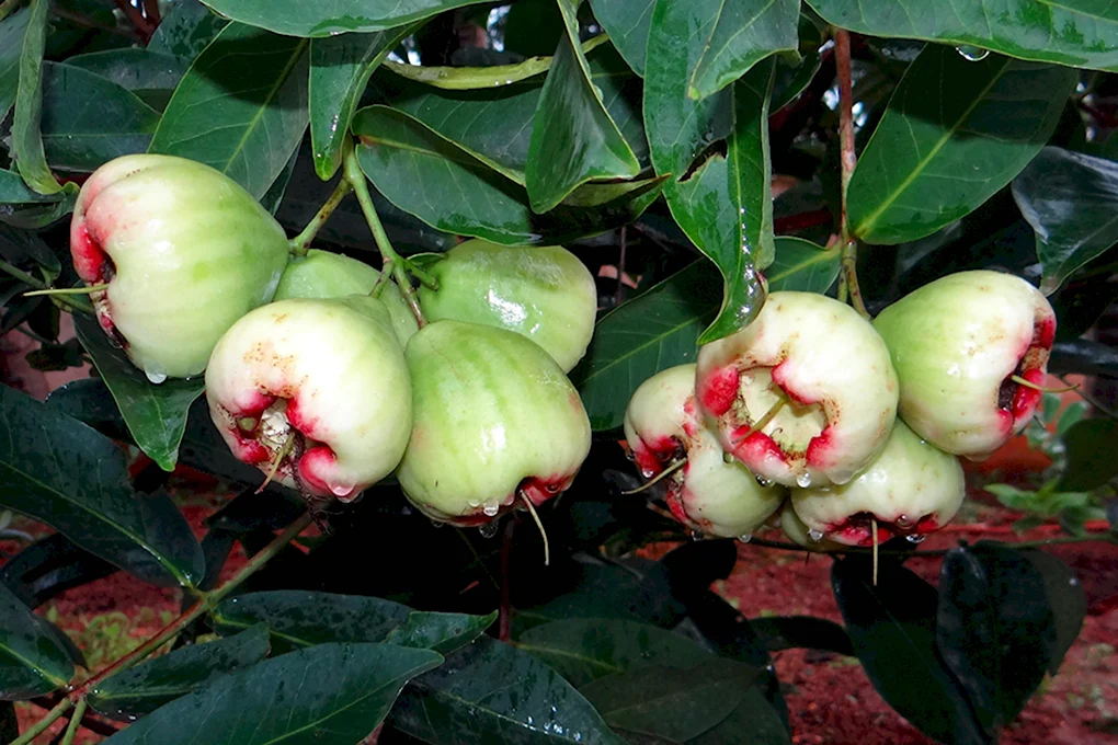 Яванское яблоко Syzygium samarangense