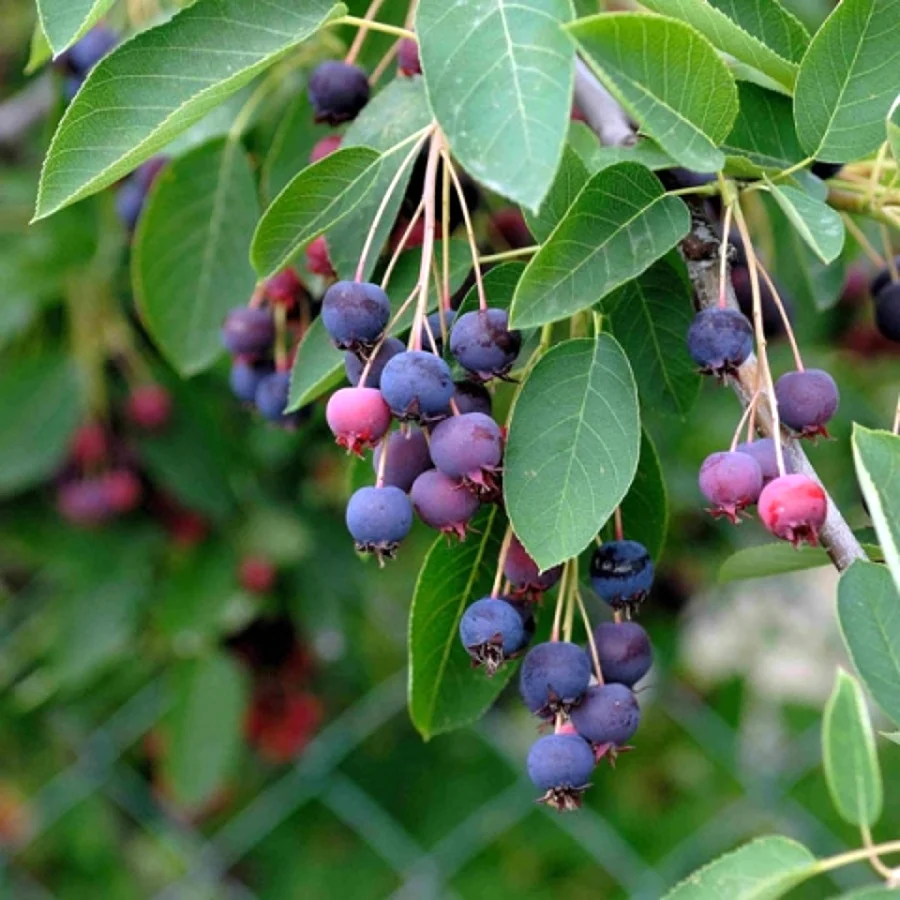 Ирга канадская Amelanchier canadensis