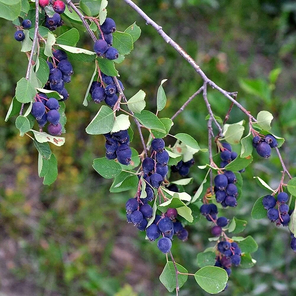 Ирга ольхолистная Amelanchier alnifolia