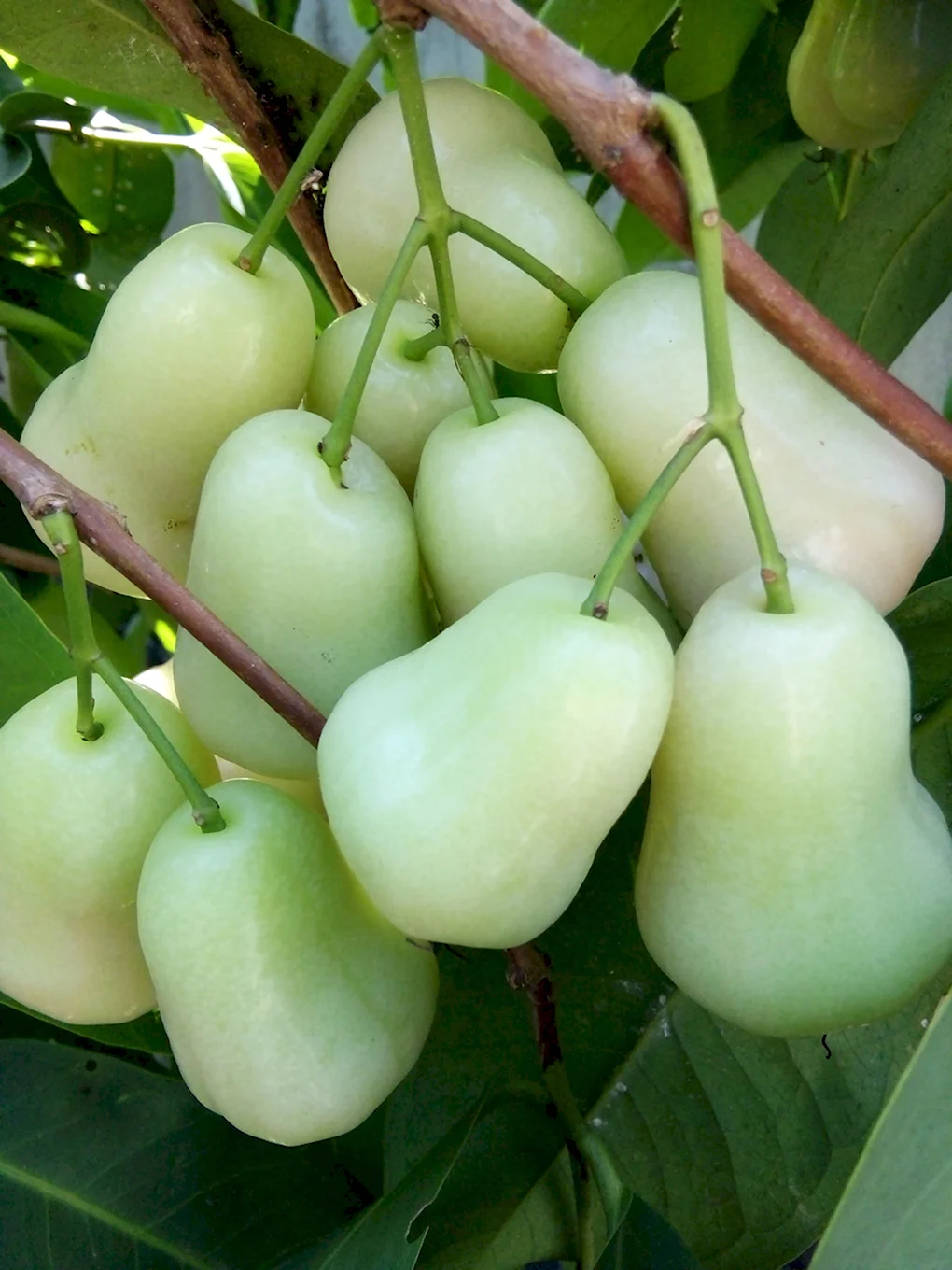 Jambu фрукт джамбо