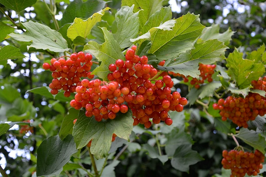 Калина красная кустарник
