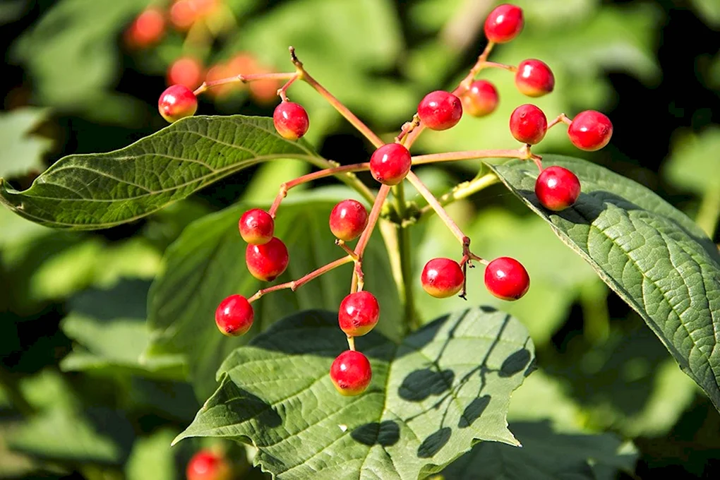 Калина Viburnum
