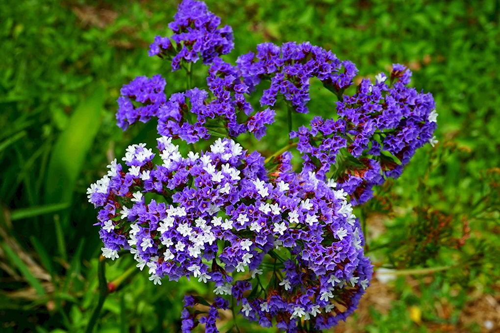 Кермек Limonium