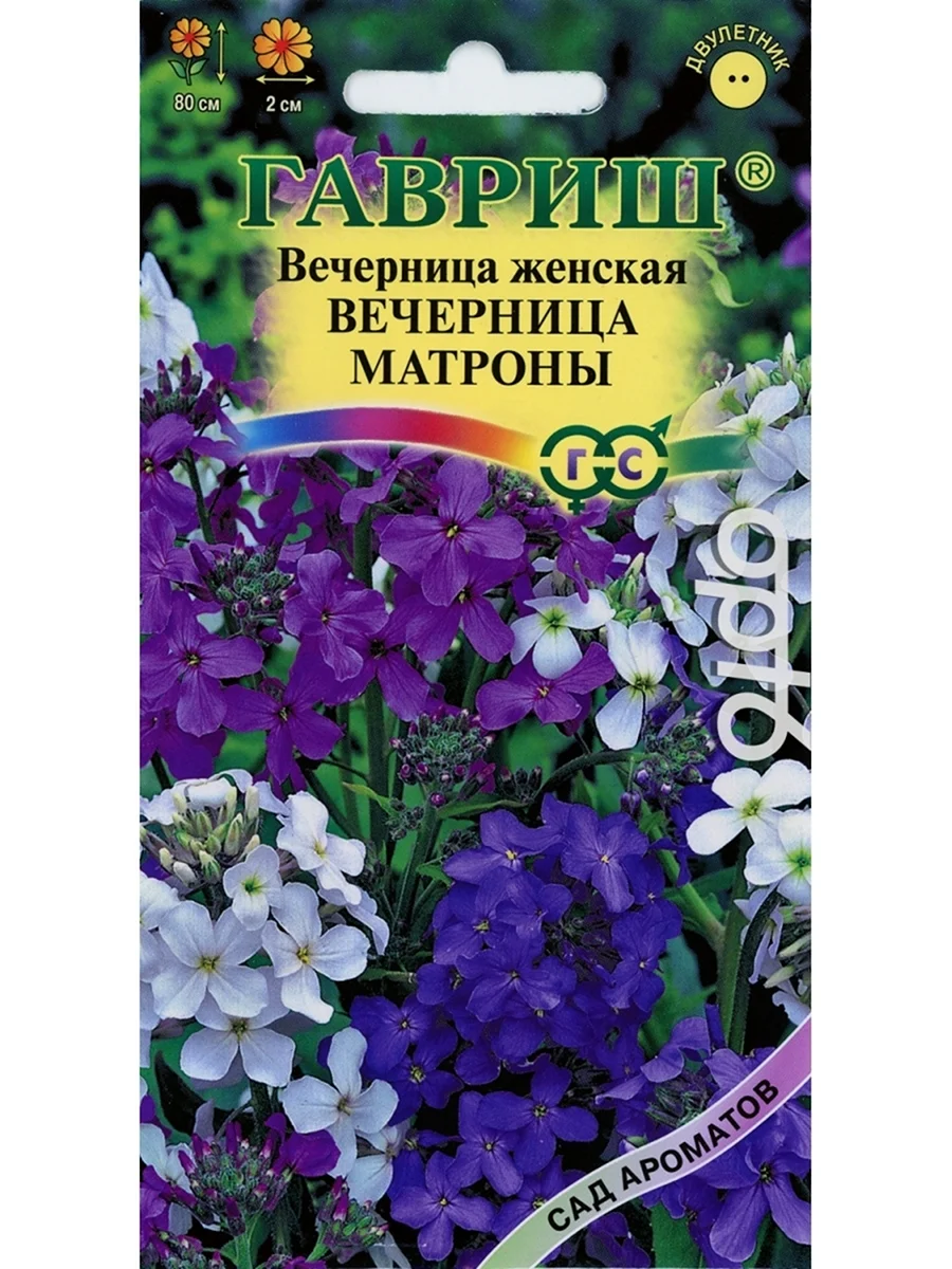 Хесперис вечерница Матроны