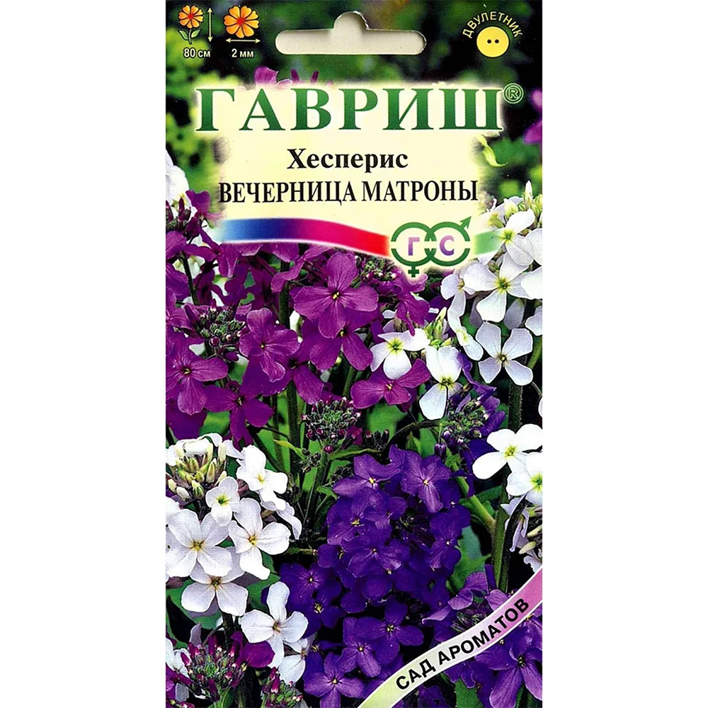 Хесперис вечерница Матроны фиолетовая