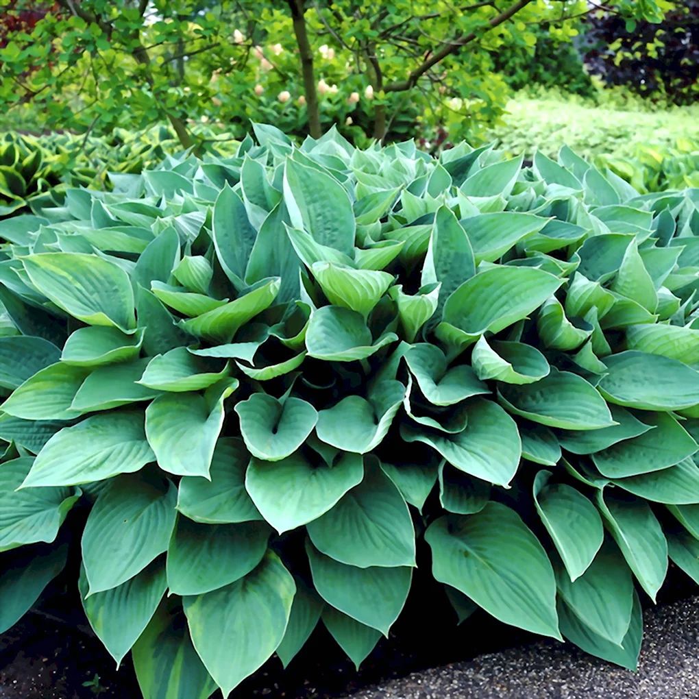 Хоста Форчуна hyacinthina