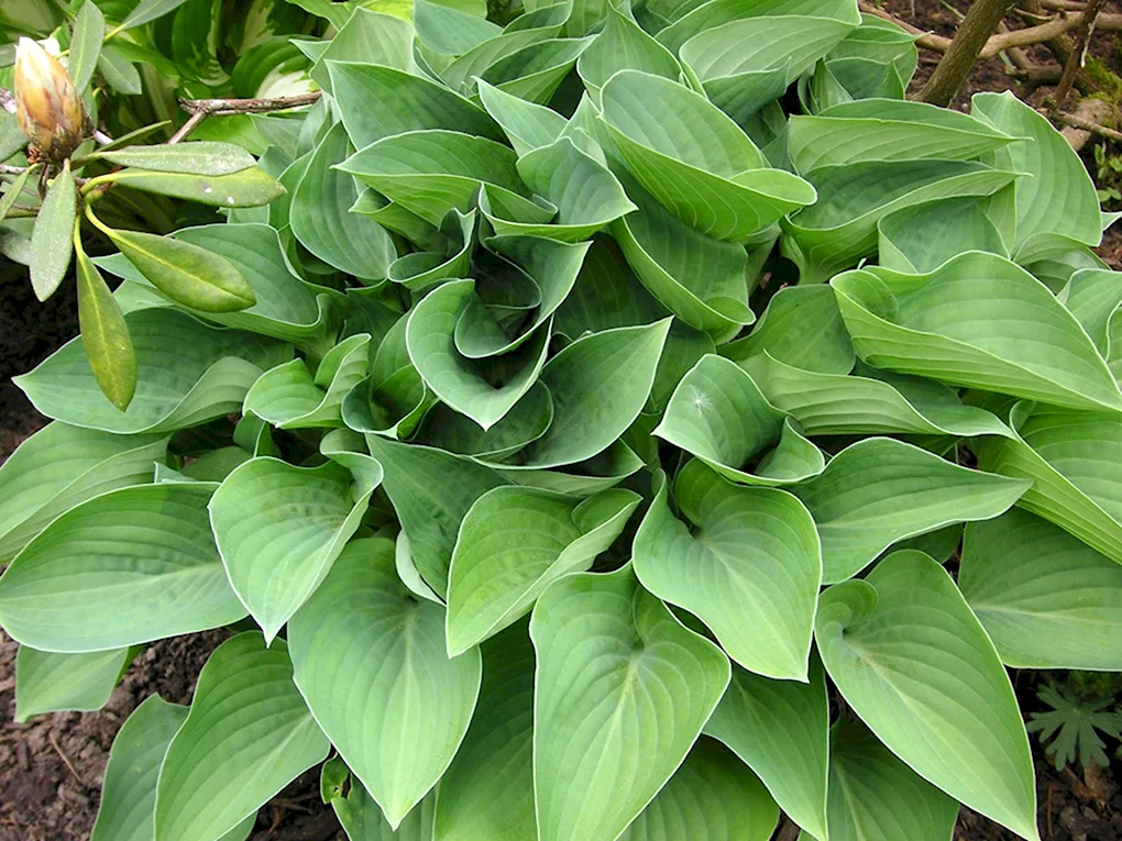 Хоста Форчуна hyacinthina