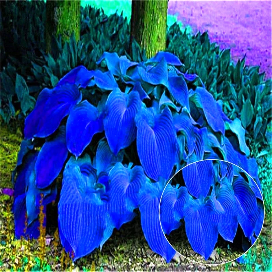 Хоста plantaginea