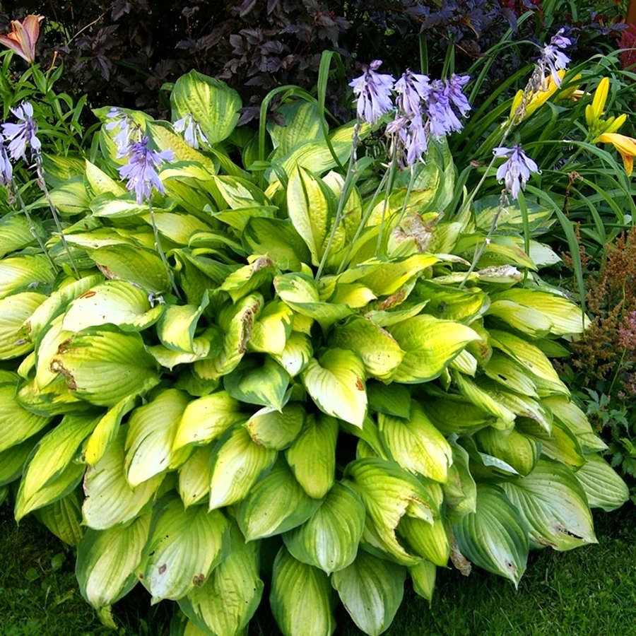 Хоста подорожниковая Hosta plantaginea