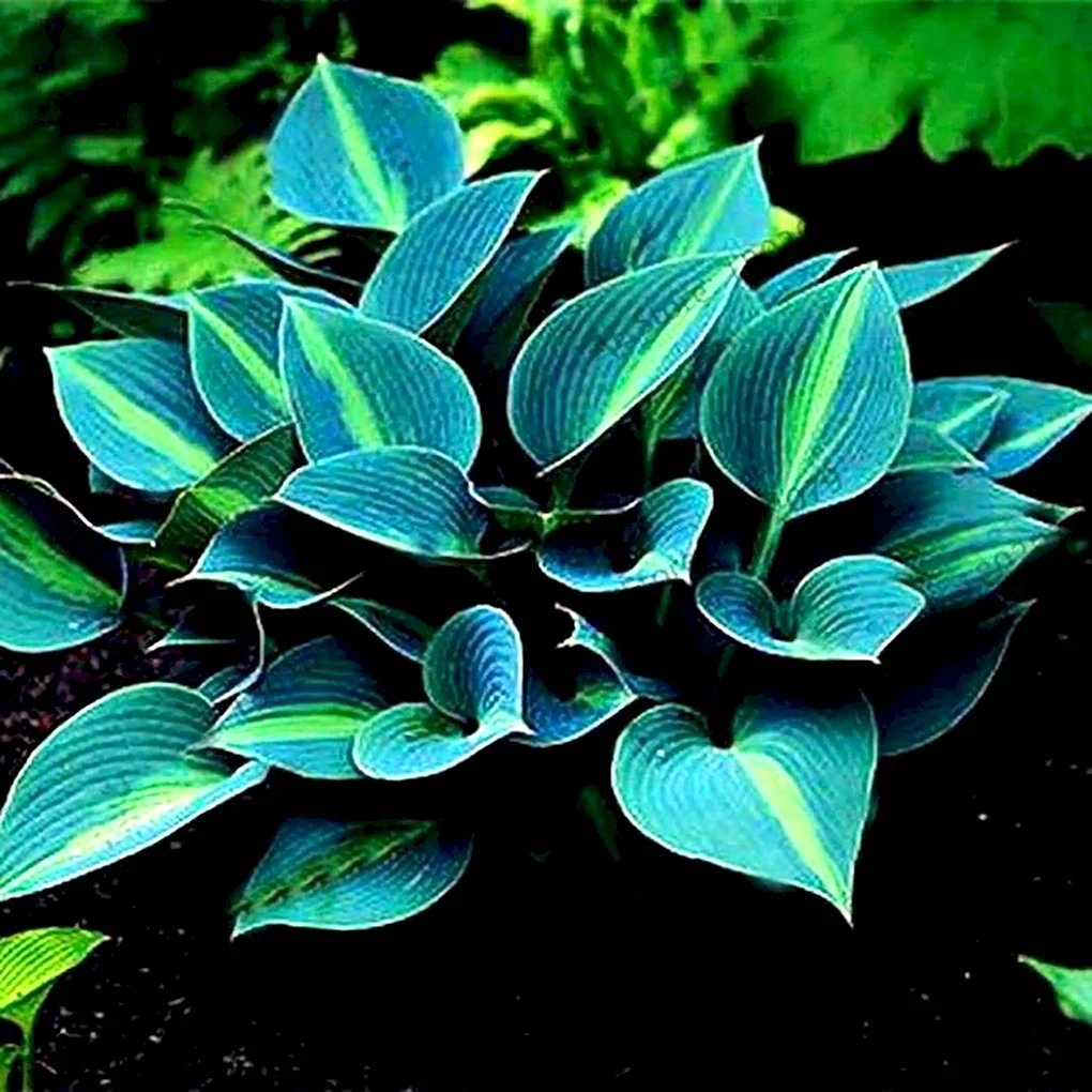 Хоста Touch of class Hosta