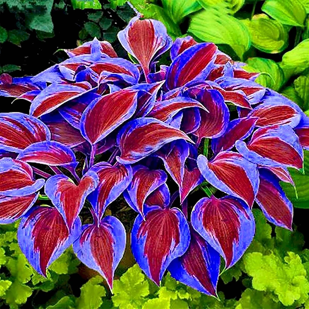 Хоста трехцветная Lily Seed