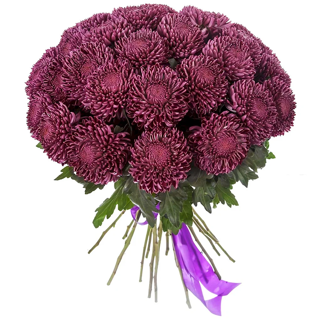 Хризантема Bigoudi Purple